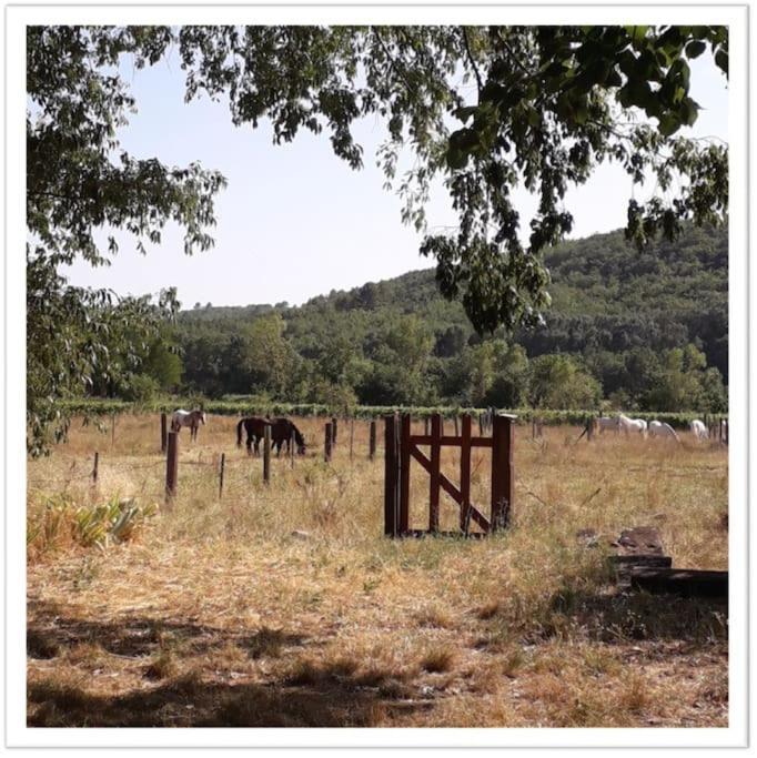 Charming Small House Close To Uzes Foissac  Екстер'єр фото
